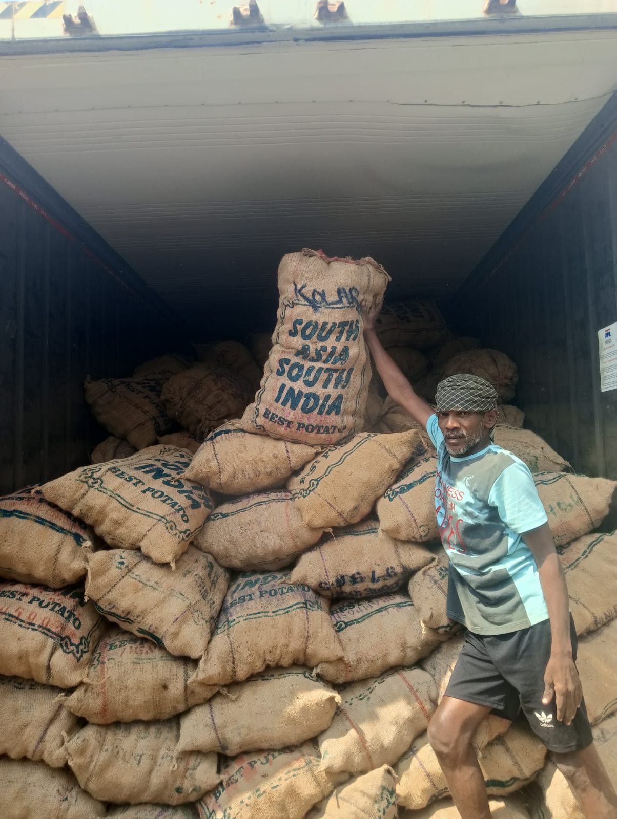 Fresh export potatoes